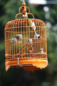 Caged Bird